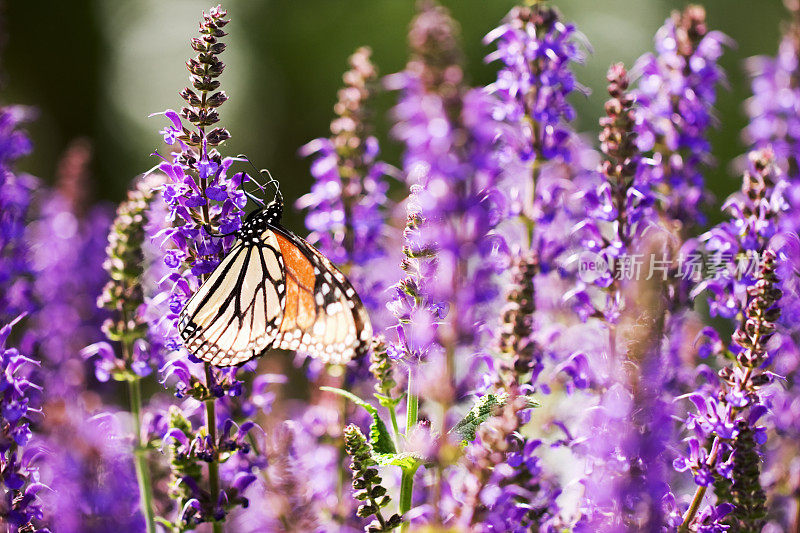 紫鼠尾草花上的帝王蝶