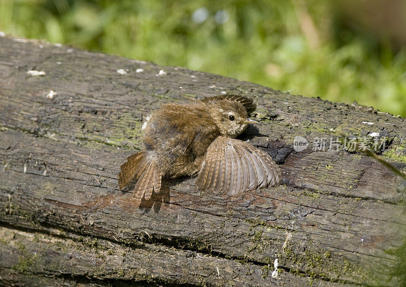 雷恩(Troglodytes-troglodytes)