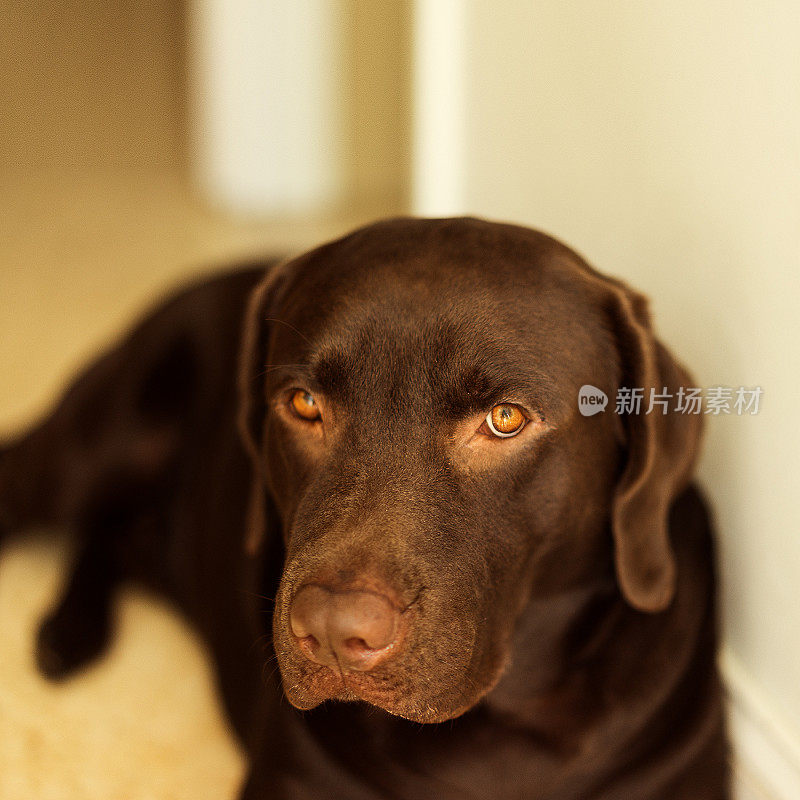 拉布拉多寻回犬的巧克力