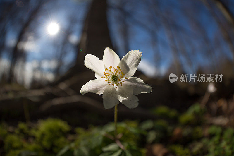 美丽的小海葵