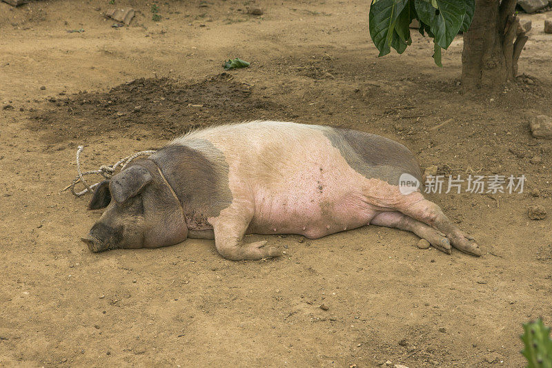 古巴特立尼达的伊兹纳加的国内猪肉正在沉睡