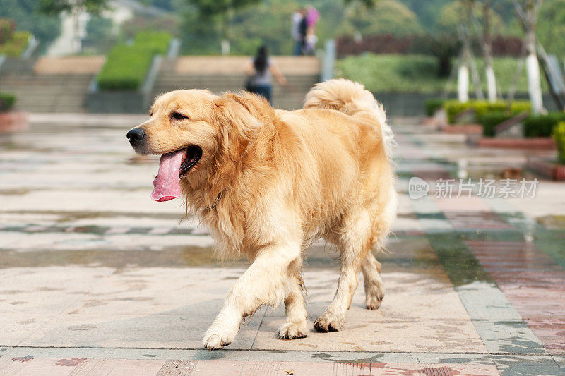 金毛猎犬在奔跑