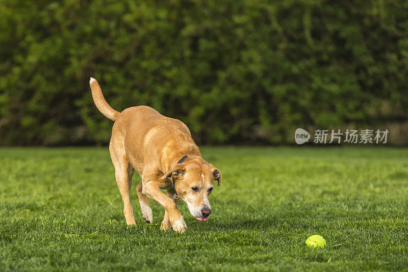 狗在清晨的草地上玩球