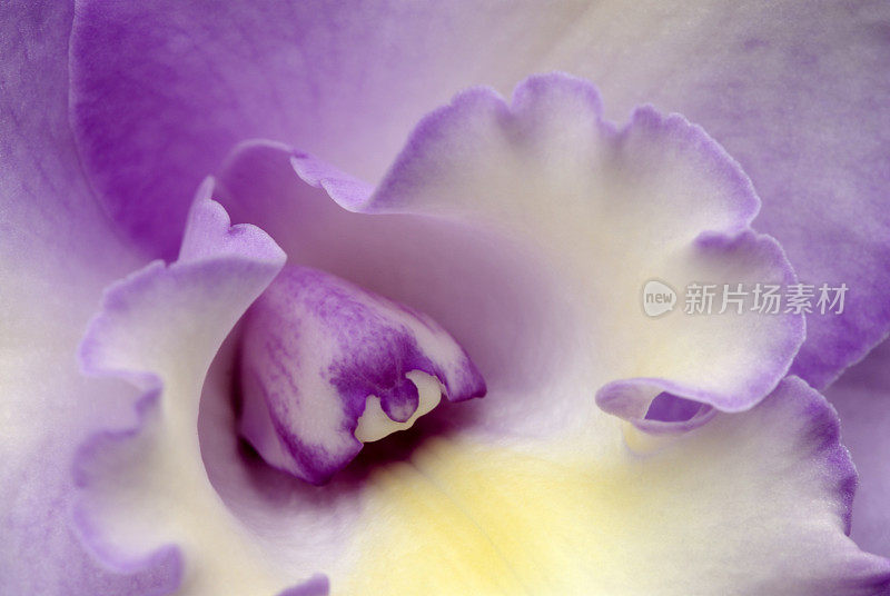 微距拍摄的紫兰花