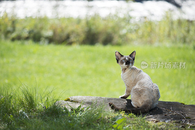 德文-雷克斯小猫坐在后面看岩石