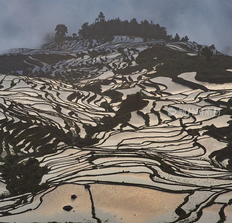 水稻梯田