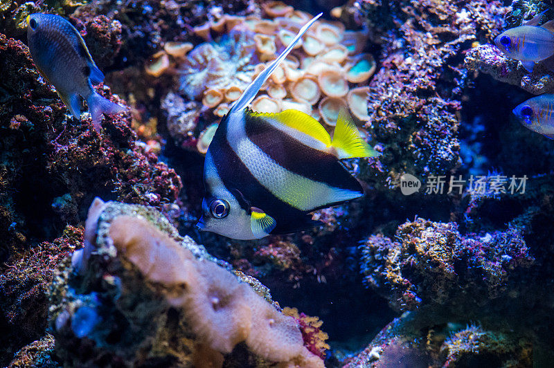 教育bannerfish