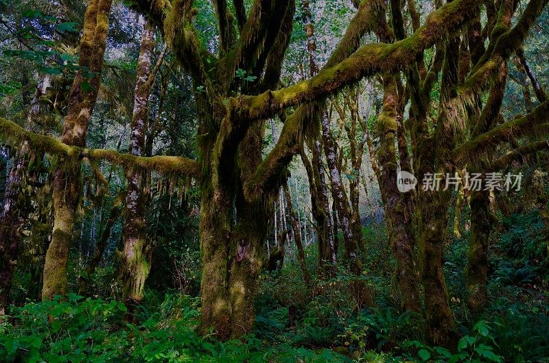 奥运会的热带雨林