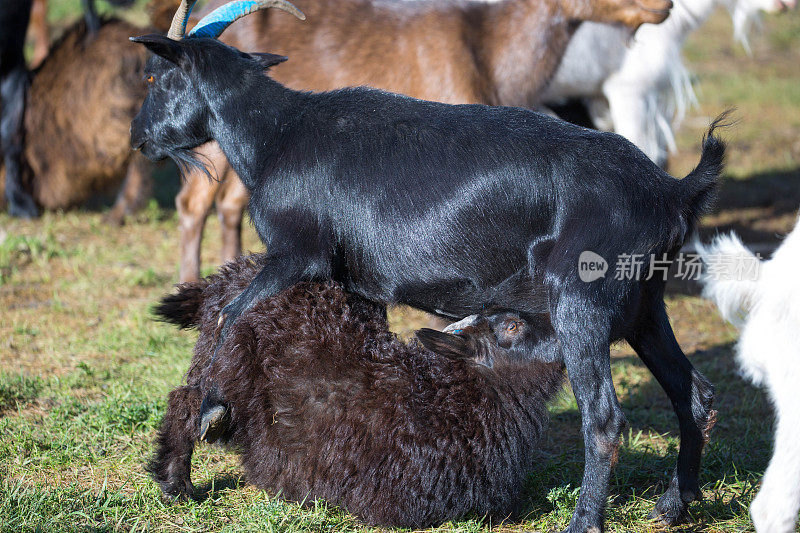 蒙古:护理山羊