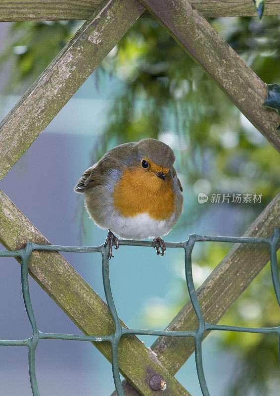 罗宾(红心rubecula)