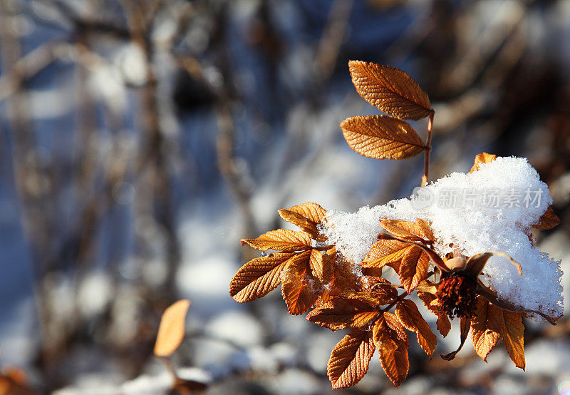 褐色树叶上的第一场雪