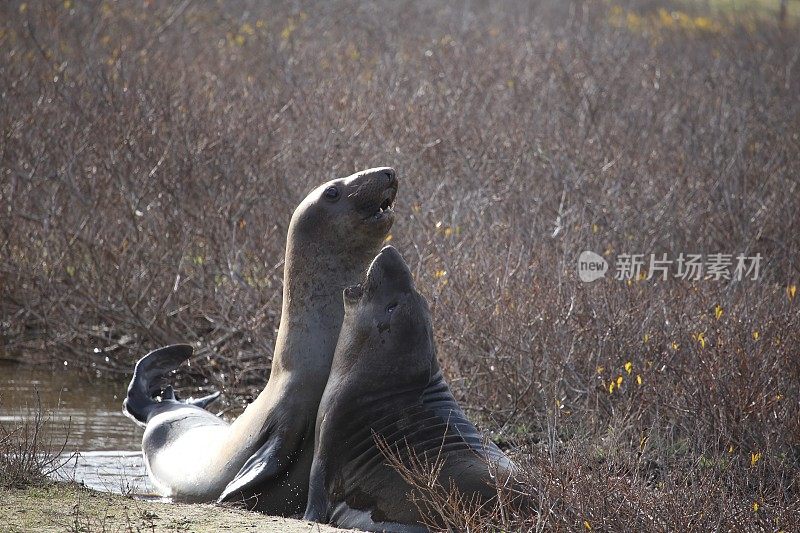 象海豹的战斗