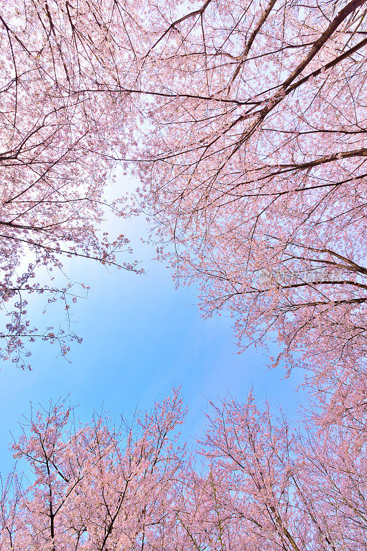 粉红色樱花茂盛的开放季节