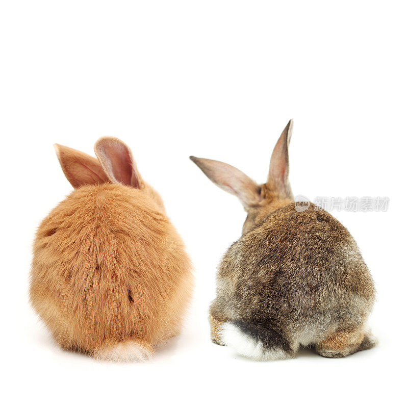 两只兔子的后视镜拍摄