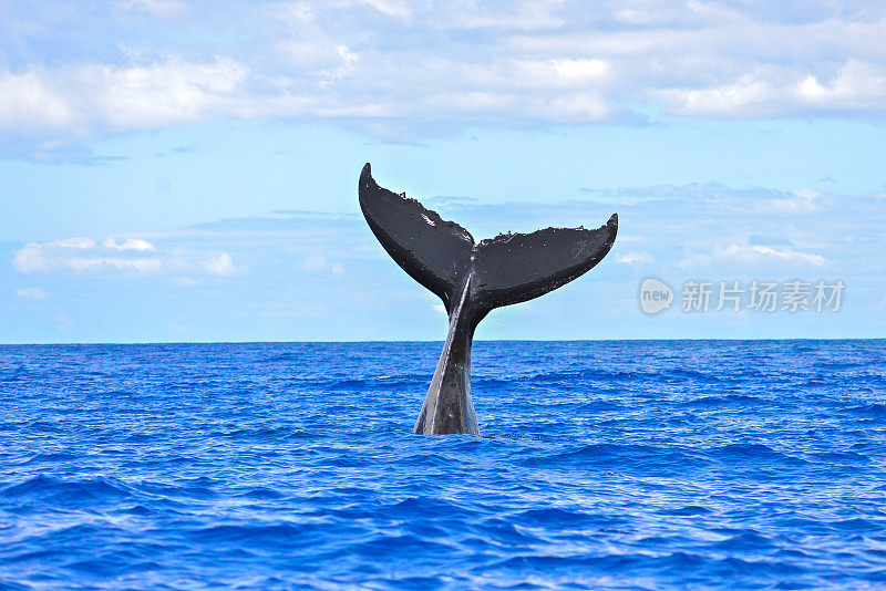 座头鲸潜水