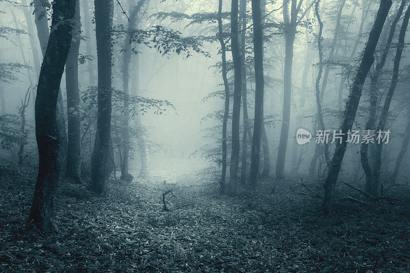 穿越迷雾中的魔法森林与复古色调