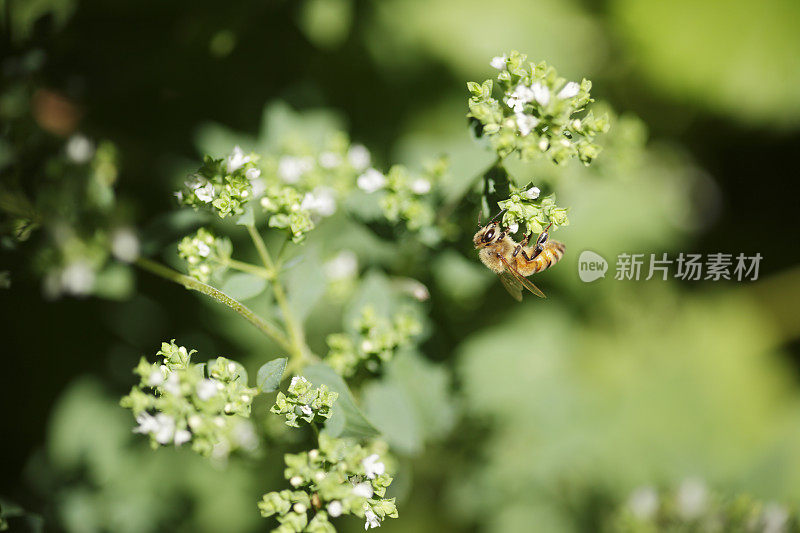 蜜蜂在牛至花上工作