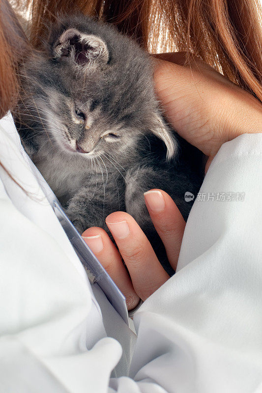 女人抱着灰色的小猫