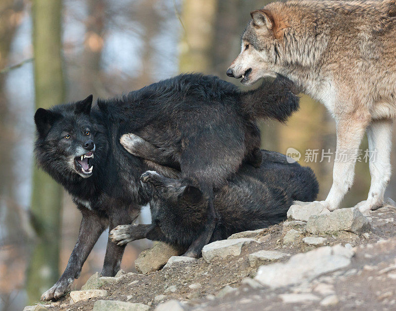 黑狼战斗