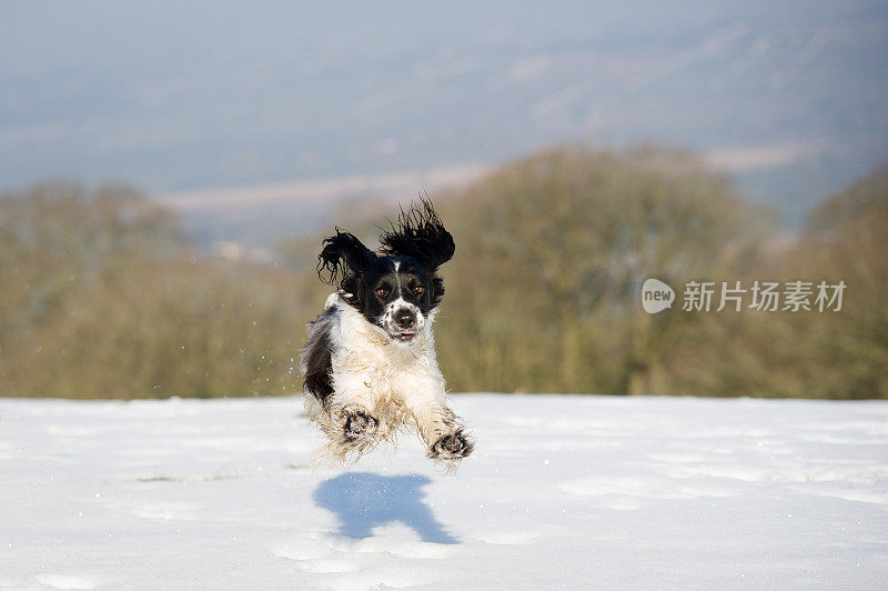 雪!