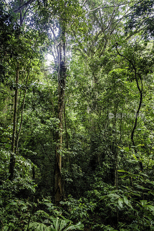 委内瑞拉亨利皮蒂埃国家公园的热带雨林