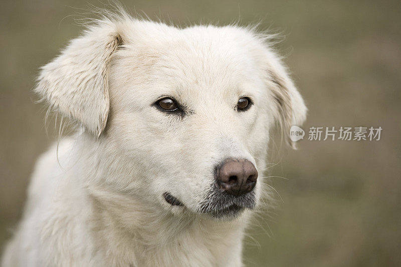 马瑞玛或阿布鲁泽牧羊犬肖像