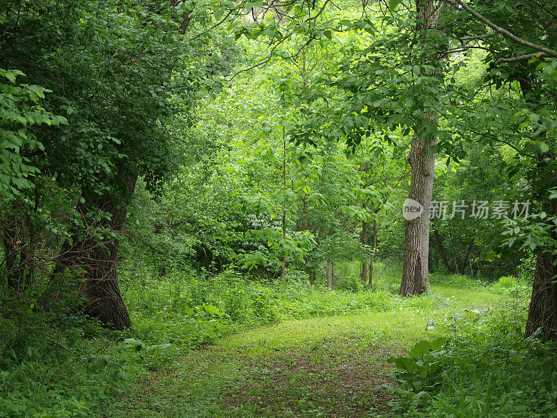 夏天绿油油的凉凉的石子路