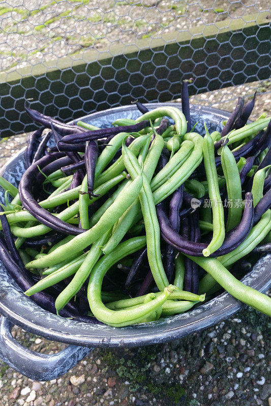 新鲜收获青豆和紫豆