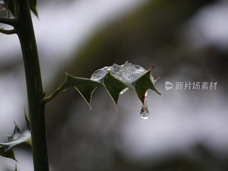 近距离观看冰融化和滴落冬青叶