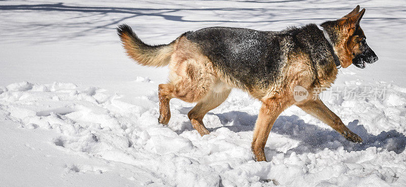 德国牧羊犬在雪中玩耍