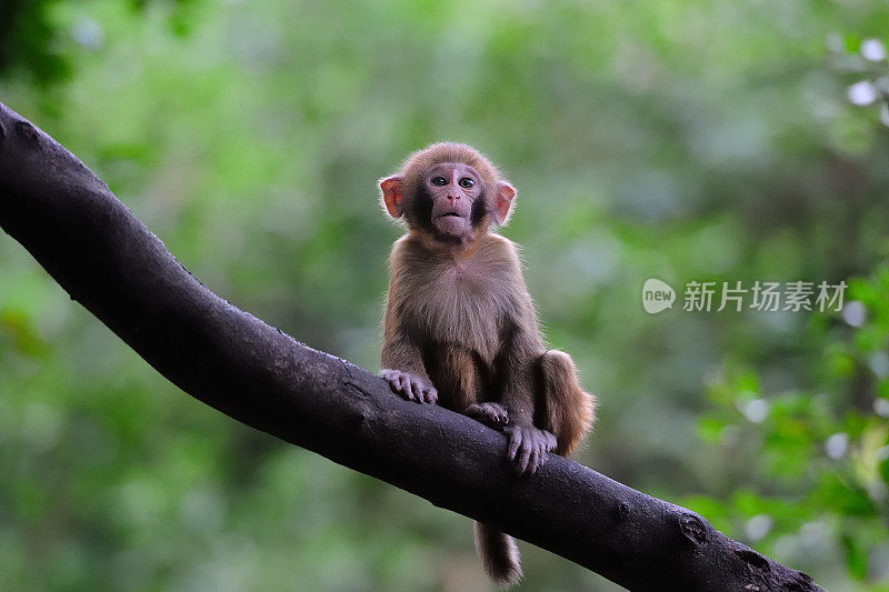 树上坐着一只小猴子