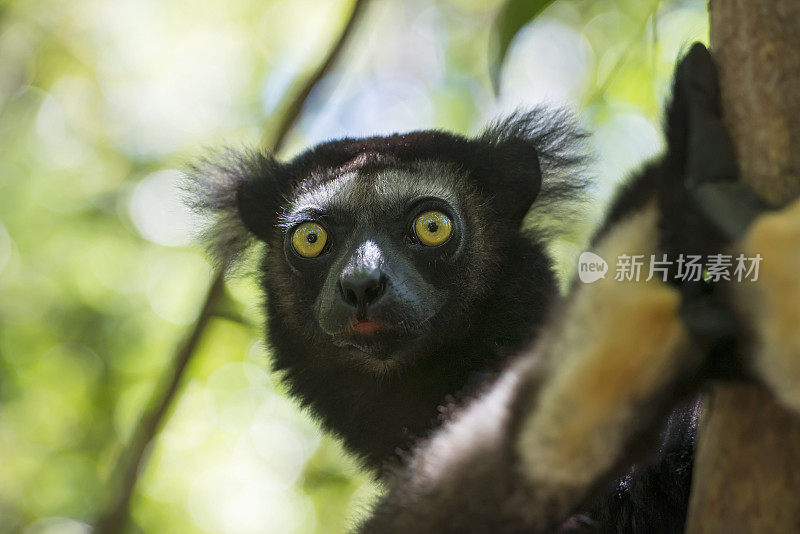 拍摄于马达加斯加的野生动物大狐猴的肖像