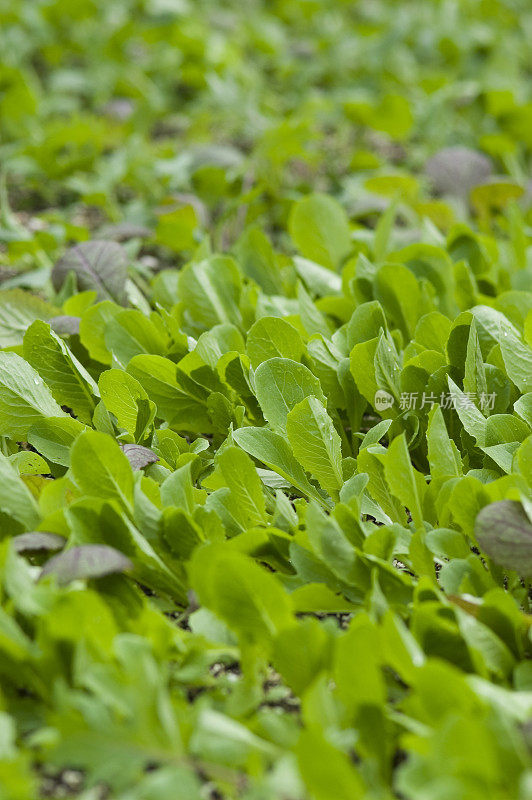 沙拉蔬菜和菠菜床