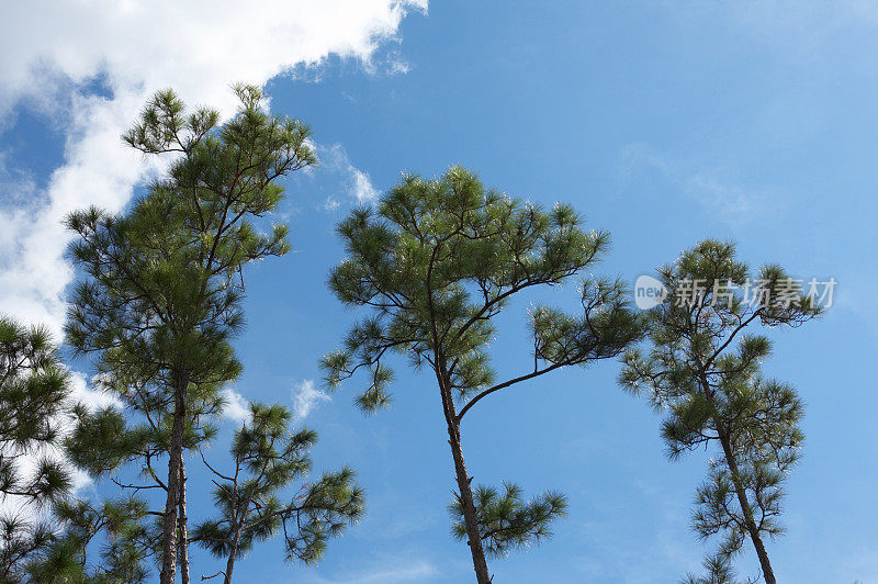 三棵树映衬着湛蓝的天空