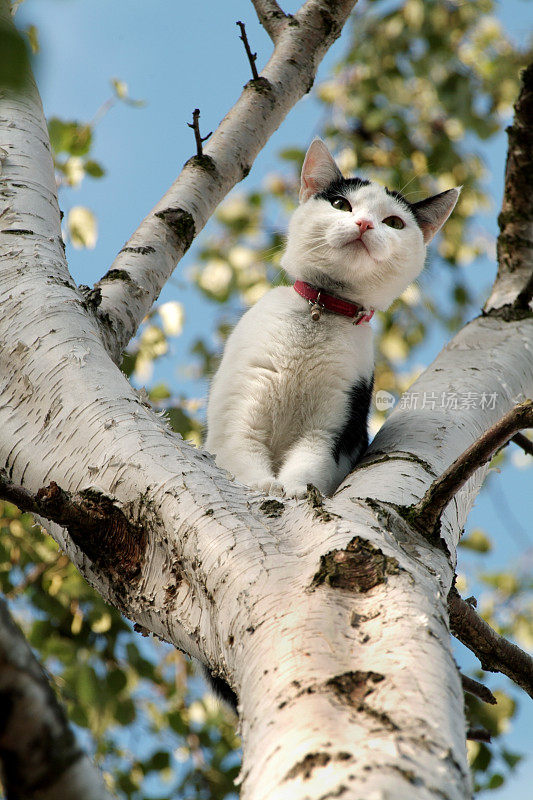 树上的猫(特写)