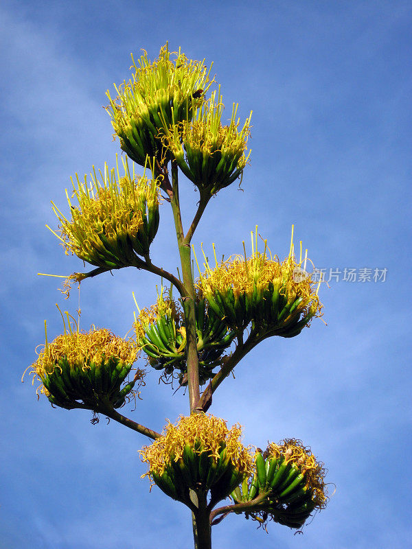 世纪植物开花特写