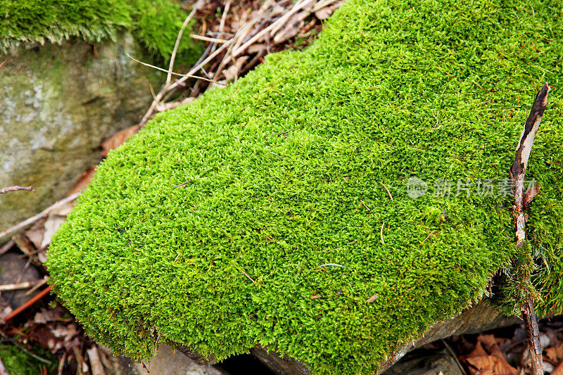 绿色苔藓地毯