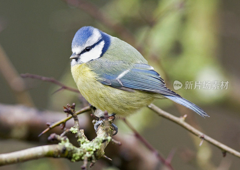 蓝山雀(青翠鸟)