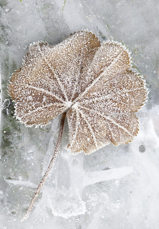 叶子上覆盖着霜冻，躺在一片冰冻的冰上。