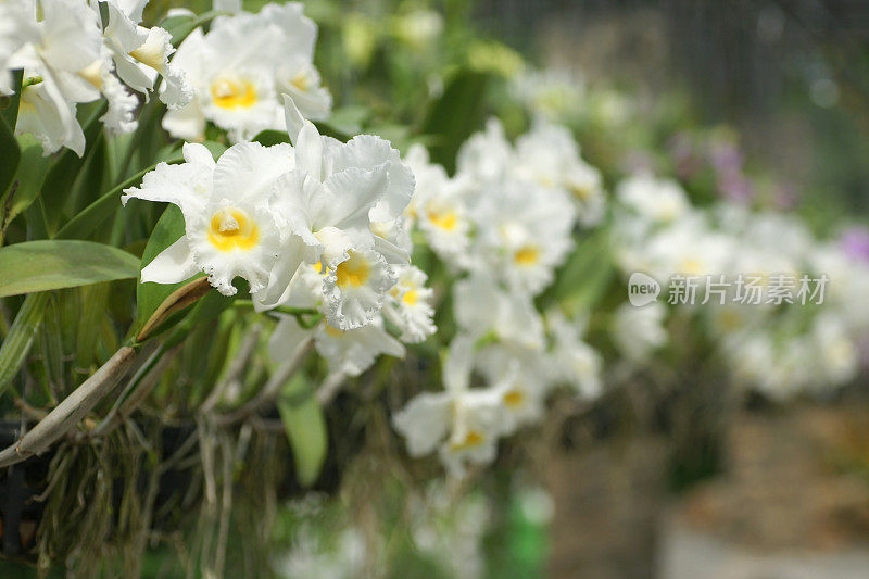 卡特利亚白兰花在农场