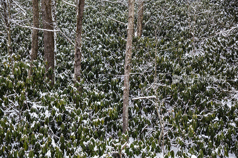 雪下的冬日森林