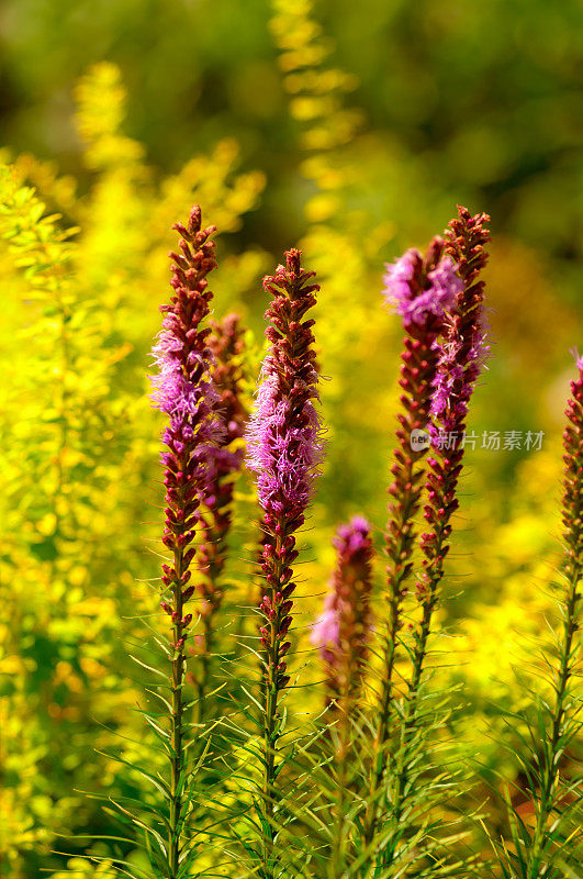 夏季花园与炽星(紫丁香)花