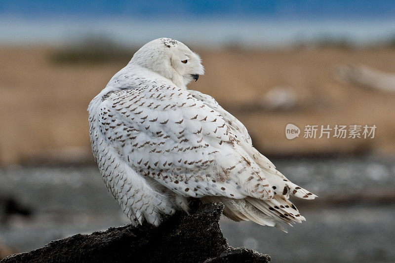 从浮木栖木上看雪鸮