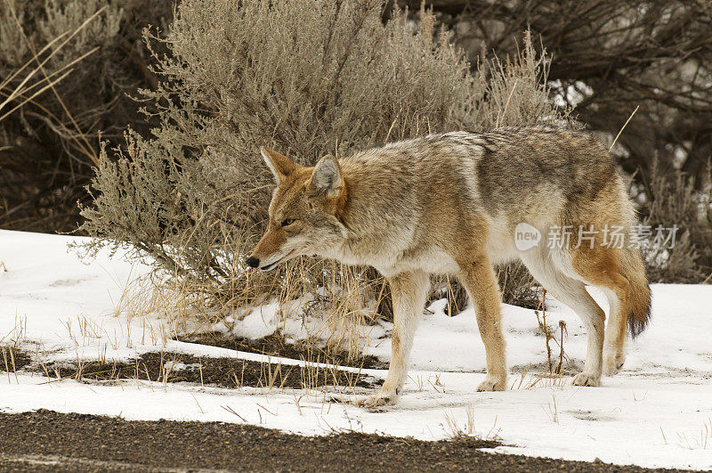 耳朵警觉的郊狼在黄石公园的雪地里行走