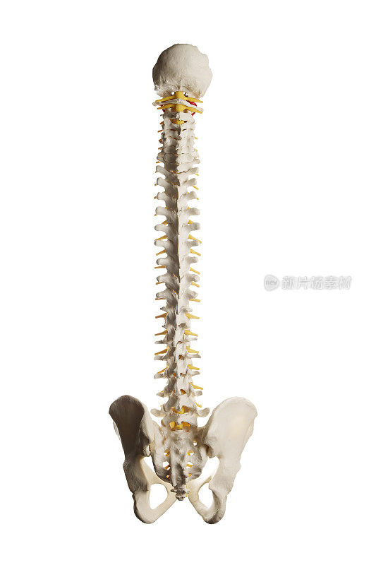 人体背部脊椎模型