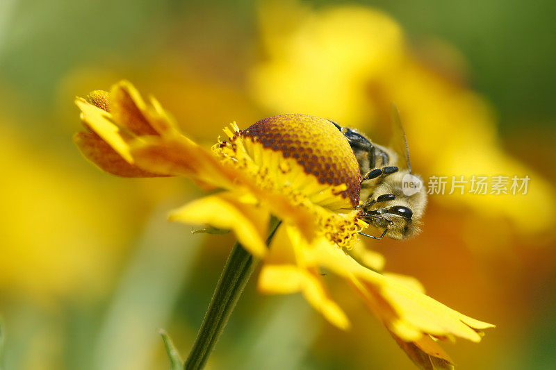 蜜蜂在helenium