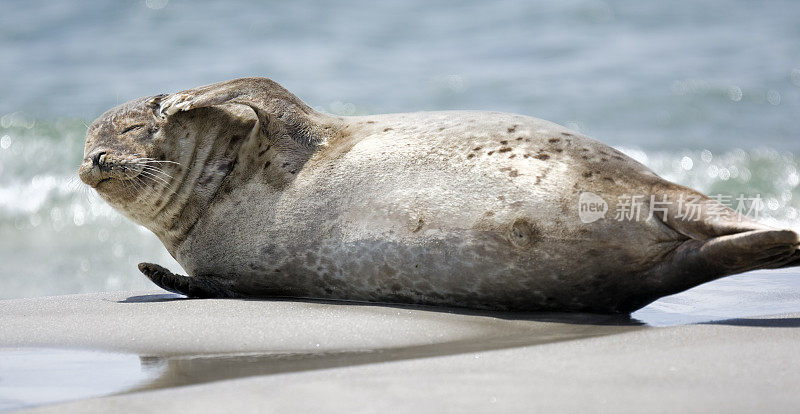 海豹躺在沙滩上用鳍抓头