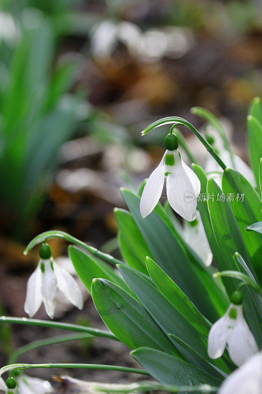 雪花莲之花