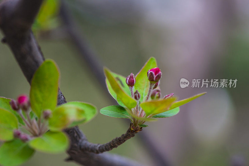 草地上的花