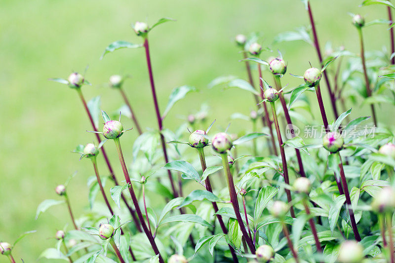 花园里的牡丹花蕾